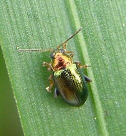 Crepidodera-aurata-Willow-flea-beetle-20101103a.JPG