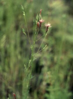 Crupina vulgaris 3.jpg