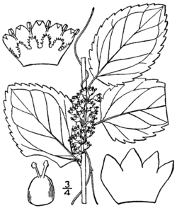 Cuscuta coryli BB-1913.png