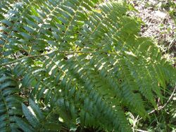 Cyathea delgadii.jpg