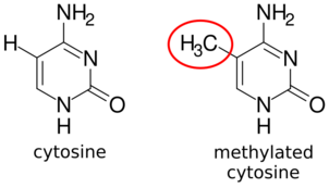 DNA methylation.svg