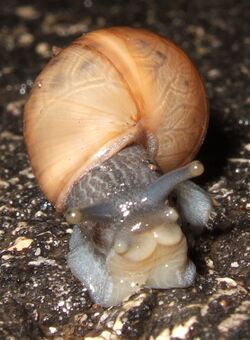 Decollate snail2.jpg