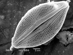 Diatom algae Amphora sp.jpg
