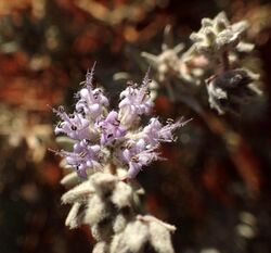 Dicrastylis lewellinii GVD flower.jpg