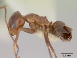 Dorymyrmex paiute casent0103441 profile 1.jpg