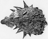 Edmontonia rugosidens armour AMNH 5381.jpg