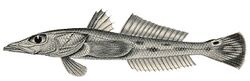 FMIB 45426 Bembrops caudimacula, from off the Coromandel coast, 128 fathoms The same species is found in Japanese seas, and also off the.jpeg