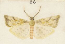 Fig 26 MA I437905 TePapa Plate-XLIV-The-butterflies full (cropped).jpg