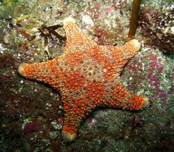 Firebrick Starfish (Asterodiscides truncatus).jpg