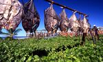 rows of fish hang from string, drying in the sun