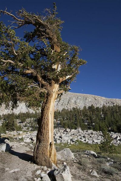 File:Foxtail Pine Sequoia.jpg