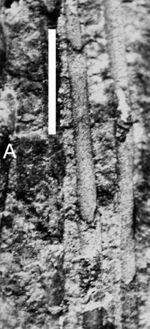 Frenelopsis cf. Ramosissima - Paja Formation, Colombia.jpg
