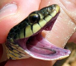 Garter snake tooth.jpg