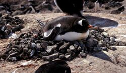 Gentoo penguin (Pygoscelis papua) on nest.jpg