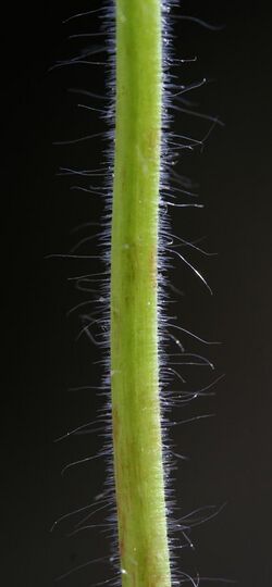 Geranium molle IMG 2469.jpg