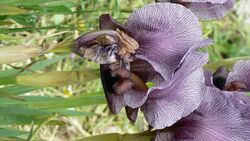 Gilboa Iris (441210617).jpg