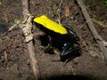 Green-backed Mantella (Mantella laevigata), Nosy Mangabe, Madagascar (4027547082).jpg