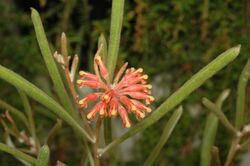 Grevillea fistulosa.jpg