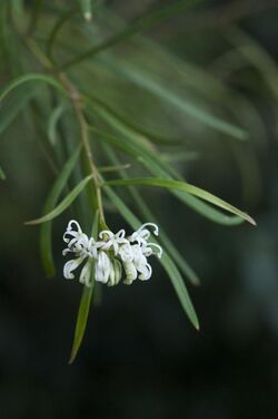 Grevillea linearifolia.jpg