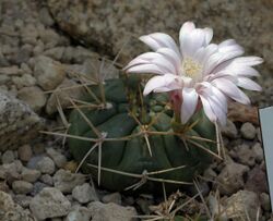 Gymnocalycium eurypleurum Prague 2012 1.jpg