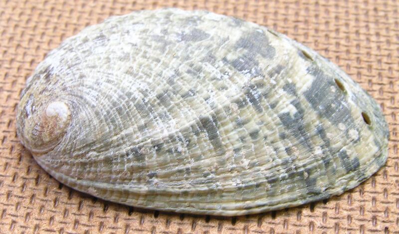File:Haliotis virginea shell 2.jpg