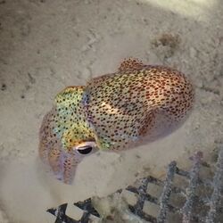 Hawaiian Bobtail Squid.jpg