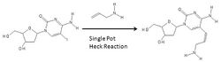 Heck coupling aminoallyl nucleotide reaction.jpg