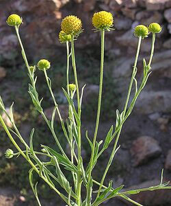 Helenium aromaticum (8473126979).jpg