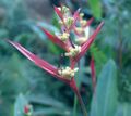 Heliconia burleana.jpg