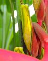 Heliconia rostrata close up.jpg