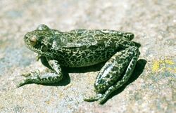 Hypsiboas pulchellus cordobae.jpg