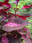 IMG-coleus~~.jpg