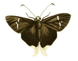 Illustrations of Exotic Entomology Hesperia Orion.jpg