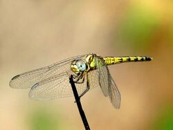 Indothemis carnatica female by kadavoor.jpg