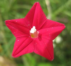 Ipomoea Quamoclit.jpg