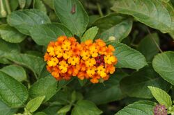 Lantana camara 2997.jpg