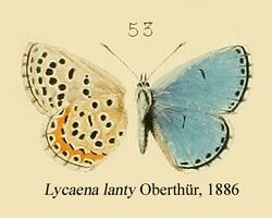 LantyM Oberthur1886OD.JPG