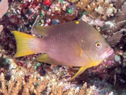 Latent slingjaw wrasse (Epibulus brevis) (42972598334).jpg