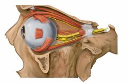 Lateral orbit nerves.jpg