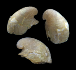 Lepetodrilus fucensis.png