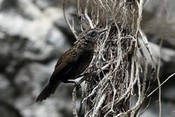 Limestone wren-babbler (37917483062).jpg