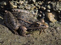 Lithobates spectabilis.jpg