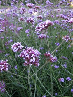 Lund Botanical Garden 4.jpg