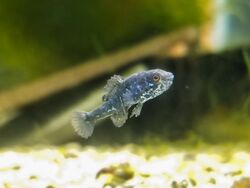 Male spring pygmy Sunfish.jpg