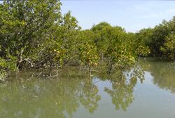 Mangrove-Keti Bundar.jpg