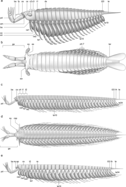 Megacheira reconstructions.png