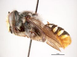 Megachile rhodogastra.jpg