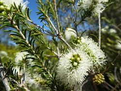 Melaleuca rhaphiophylla (leaves, flowers).JPG