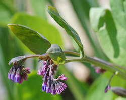 Mertensia buds cropped.png