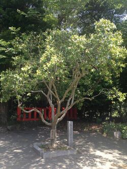 Michelia compressa planted by Prince Mikasa in Munakata Grand Shrine (Nakatsu Shrine).jpg